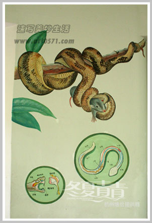 杭州动物园墙绘