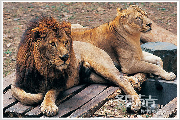 杭州动物园狮子